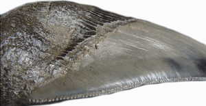 Museum Grade Megalodon Shark Tooth 005 (L1 - 4.61" x L2 - 4.45" x 3.36" Wide ) FREE SHIPPING