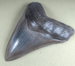 Load image into Gallery viewer, Museum Grade Megalodon Shark Tooth 030 (L1 - 5.49&quot; x L2 - 5.26&quot; ) FREE SHIPPING
