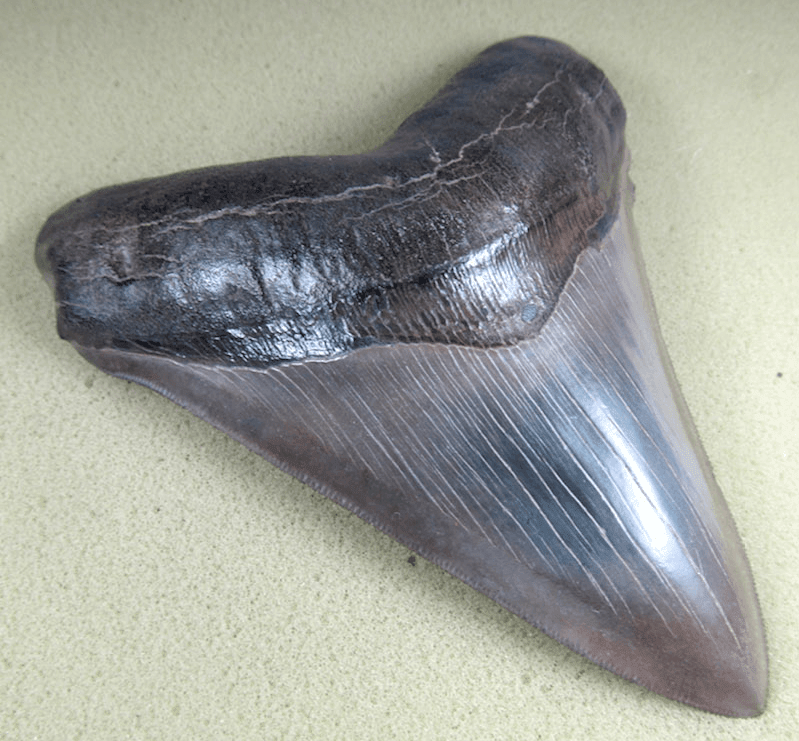 Museum Grade Megalodon Shark Tooth 030 (L1 - 5.49" x L2 - 5.26" ) FREE SHIPPING