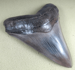 Load image into Gallery viewer, Museum Grade Megalodon Shark Tooth 030 (L1 - 5.49&quot; x L2 - 5.26&quot; ) FREE SHIPPING
