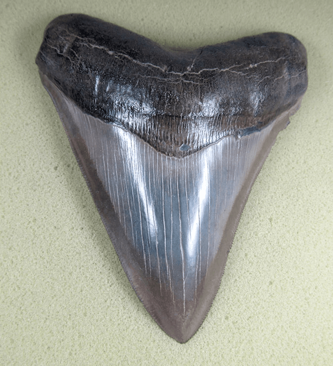 Museum Grade Megalodon Shark Tooth 030 (L1 - 5.49" x L2 - 5.26" ) FREE SHIPPING