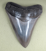 Load image into Gallery viewer, Museum Grade Megalodon Shark Tooth 030 (L1 - 5.49&quot; x L2 - 5.26&quot; ) FREE SHIPPING
