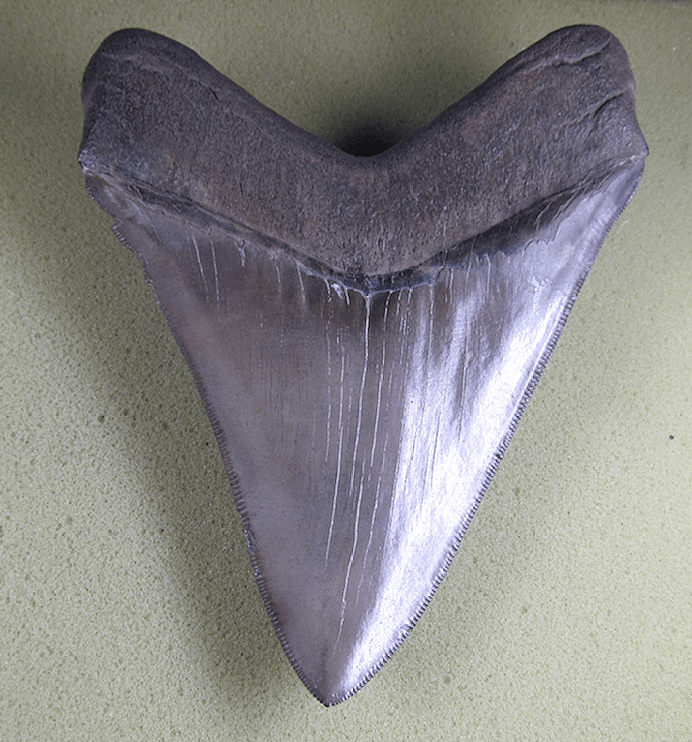 Museum Grade Megalodon Shark Tooth 030 (L1 - 5.49" x L2 - 5.26" ) FREE SHIPPING