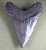 Load image into Gallery viewer, Museum Grade Megalodon Shark Tooth 030 (L1 - 5.49&quot; x L2 - 5.26&quot; ) FREE SHIPPING
