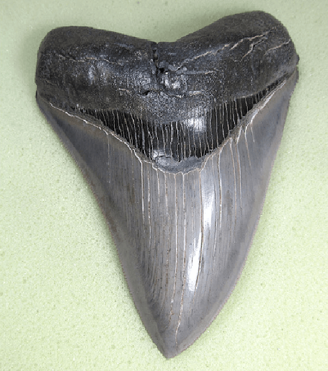 Museum Grade Nearly Flawless Megalodon Shark Tooth 008 (L1 -4.94 x L2 - 4.64) FREE SHIPPING