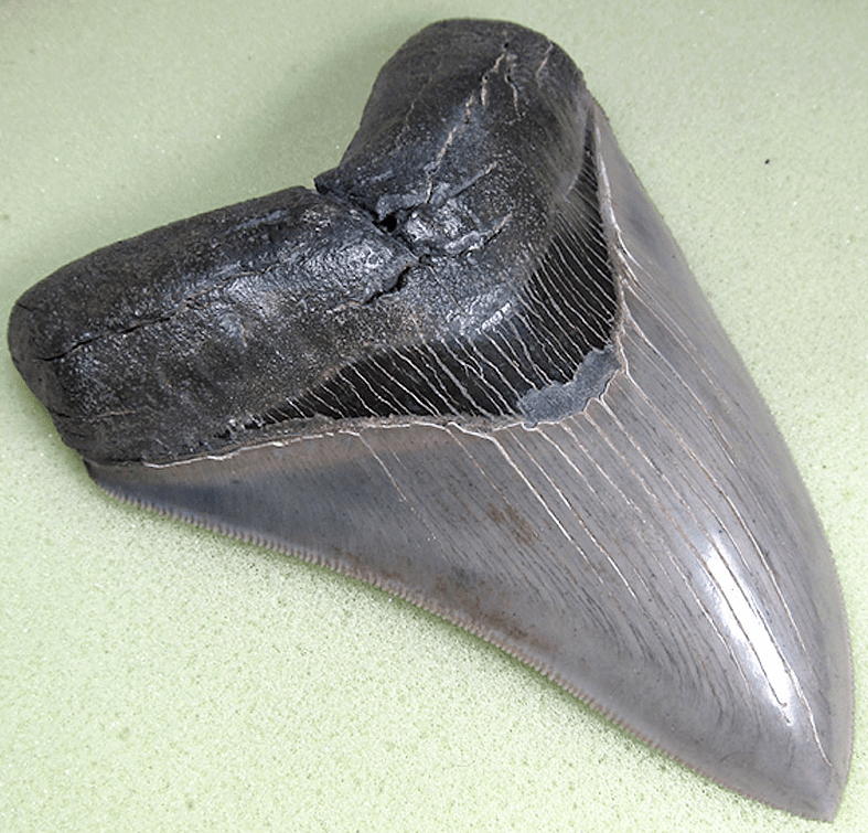 Museum Grade Nearly Flawless Megalodon Shark Tooth 008 (L1 -4.94 x L2 - 4.64) FREE SHIPPING