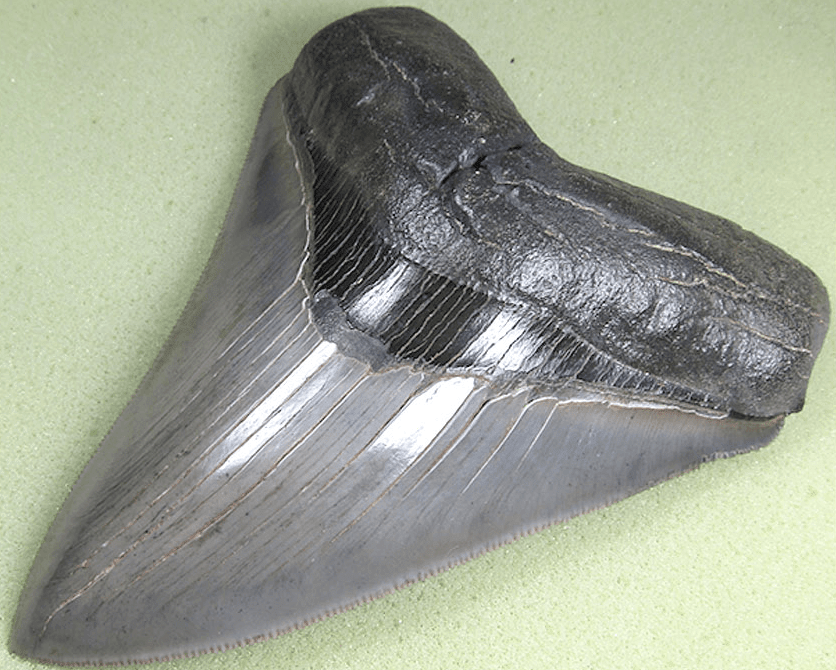 Museum Grade Nearly Flawless Megalodon Shark Tooth 008 (L1 -4.94 x L2 - 4.64) FREE SHIPPING