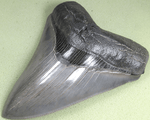 Load image into Gallery viewer, Museum Grade Nearly Flawless Megalodon Shark Tooth 008 (L1 -4.94 x L2 - 4.64) FREE SHIPPING
