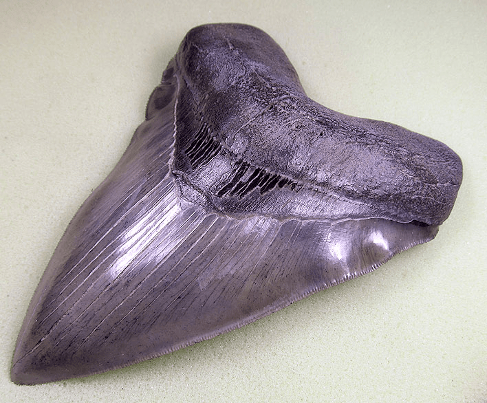 Museum Meg Shark Tooth W/Abnormal Tooth Pattern 004  (L1 - 5.55" x L2 - 5.21"x 3.89" W) FREE SHIPPIN