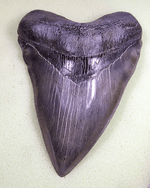 Load image into Gallery viewer, Museum Meg Shark Tooth W/Abnormal Tooth Pattern 004  (L1 - 5.55&quot; x L2 - 5.21&quot;x 3.89&quot; W) FREE SHIPPIN
