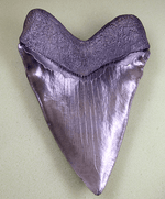 Load image into Gallery viewer, Museum Meg Shark Tooth W/Abnormal Tooth Pattern 004  (L1 - 5.55&quot; x L2 - 5.21&quot;x 3.89&quot; W) FREE SHIPPIN
