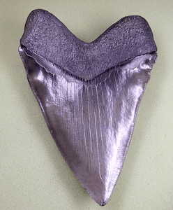 Museum Meg Shark Tooth W/Abnormal Tooth Pattern 004  (L1 - 5.55" x L2 - 5.21"x 3.89" W) FREE SHIPPIN
