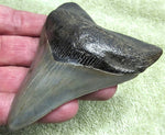 Load image into Gallery viewer, Museum Grade Megalodon Shark Tooth 026 (L1 - 4.26&quot; x L2 - 3.99&quot; )
