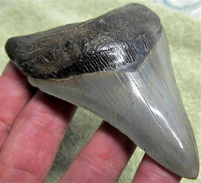 Museum Grade Megalodon Shark Tooth 026 (L1 - 4.26" x L2 - 3.99" )