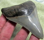 Load image into Gallery viewer, Museum Grade Megalodon Shark Tooth 026 (L1 - 4.26&quot; x L2 - 3.99&quot; )

