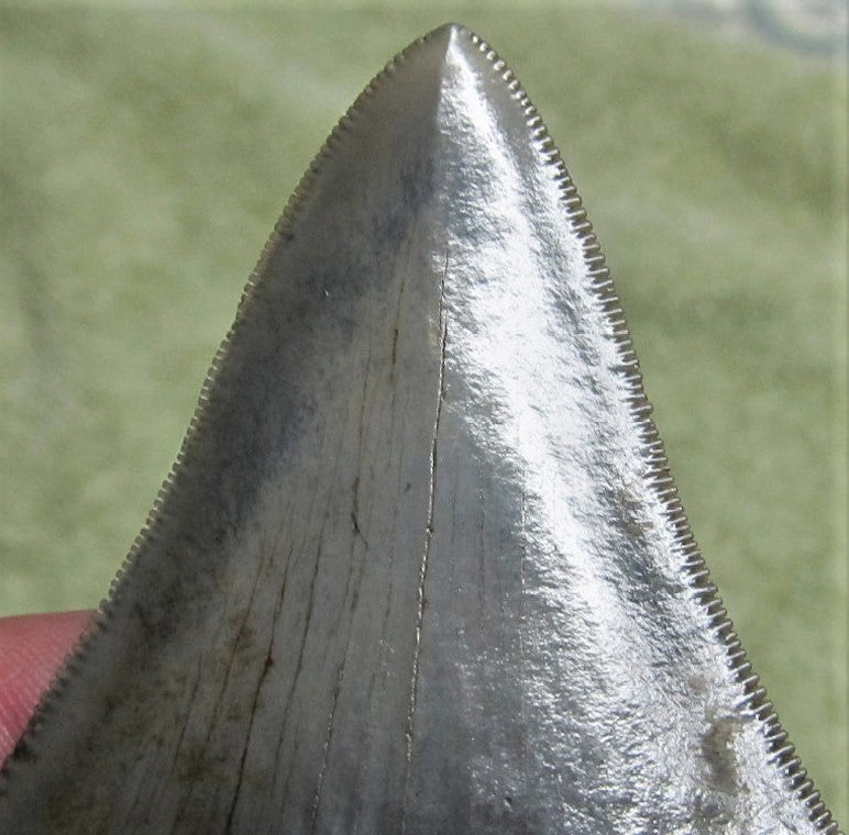 Museum Grade Megalodon Shark Tooth 026 (L1 - 4.26" x L2 - 3.99" )
