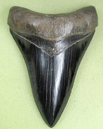 Load image into Gallery viewer, Museum Grade Jet Black Megalodon Shark Tooth 009 (L1 - 4.92” x L2 - 4.84”)

