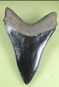 Museum Grade Jet Black Megalodon Shark Tooth 009 (L1 - 4.92” x L2 - 4.84”)