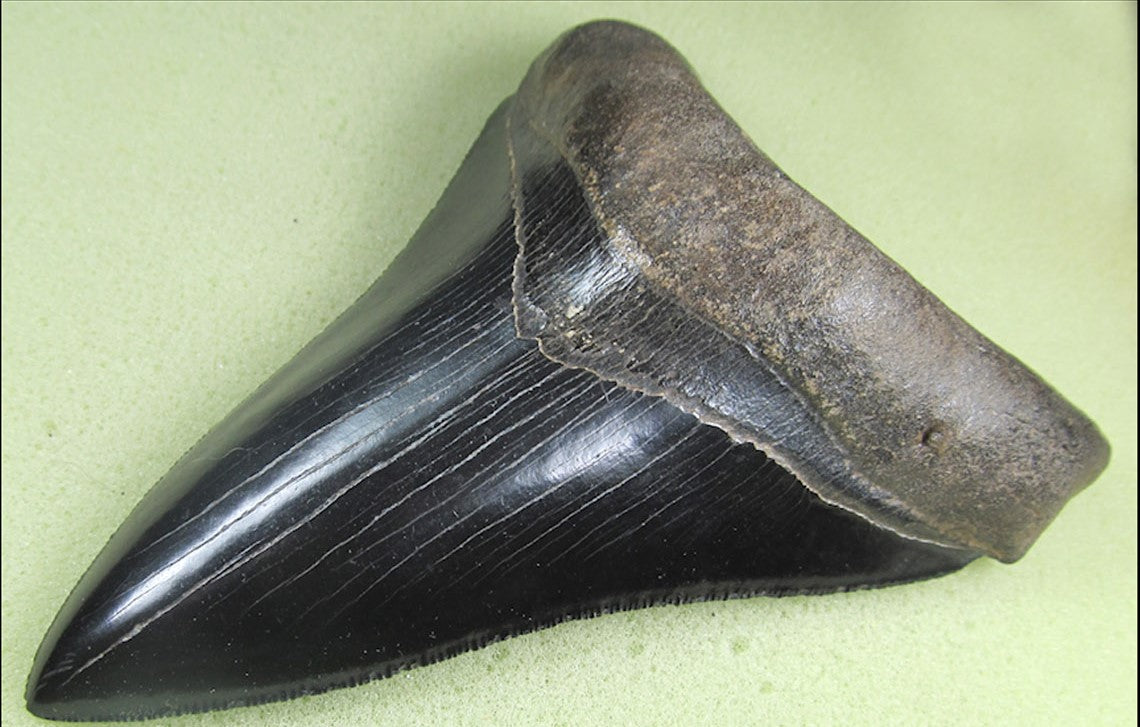Museum Grade Jet Black Megalodon Shark Tooth 009 (L1 - 4.92” x L2 - 4.84”)