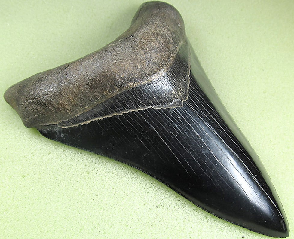 Museum Grade Jet Black Megalodon Shark Tooth 009 (L1 - 4.92” x L2 - 4.84”)