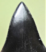 Load image into Gallery viewer, Museum Grade Jet Black Megalodon Shark Tooth 009 (L1 - 4.92” x L2 - 4.84”)
