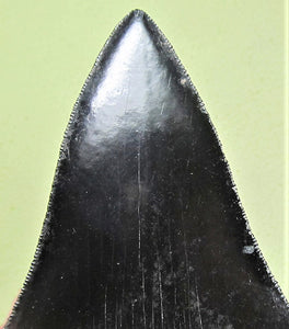 Museum Grade Jet Black Megalodon Shark Tooth 009 (L1 - 4.92” x L2 - 4.84”)