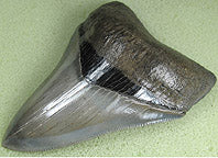 Museum Grade Megalodon Shark Tooth 011 (L1 – 3.44” x L2 – 3.24”)