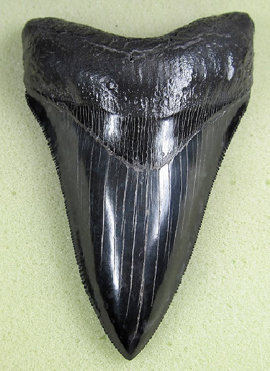 Museum Grade Nearly Flawless Jet Black Megalodon Shark Tooth 22 (L1 -4.64” x L2-4.34”)