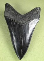 Load image into Gallery viewer, Museum Grade Nearly Flawless Jet Black Megalodon Shark Tooth 22 (L1 -4.64” x L2-4.34”)
