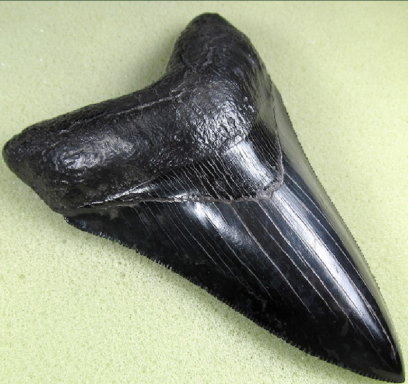 Museum Grade Nearly Flawless Jet Black Megalodon Shark Tooth 22 (L1 -4.64” x L2-4.34”)