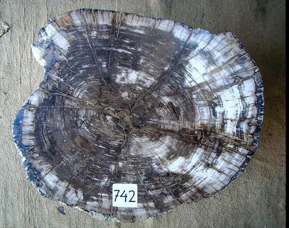 Petrified Wood Side Table #788-EH 