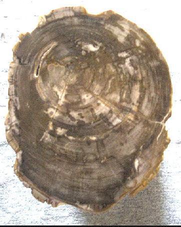 Petrified Wood Pedestal Table #155-EH