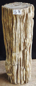 Petrified Wood Sculpture #007-A-EH 