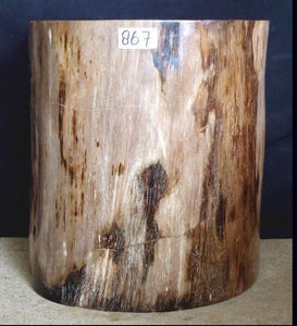 Petrified Wood Side Table #867-EH 