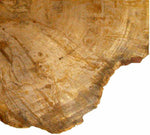 Load image into Gallery viewer, Beautiful Large Petrified Teak Slab #2 Great Polish
