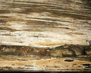 GIANT Petrified Wood Slab #1-EH