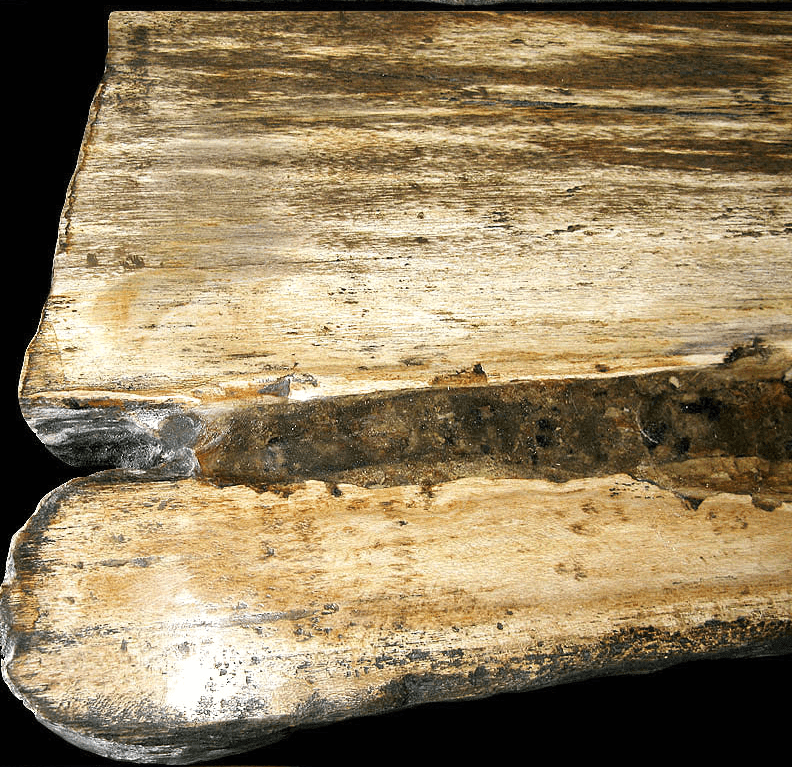 GIANT Petrified Wood Slab #1-EH