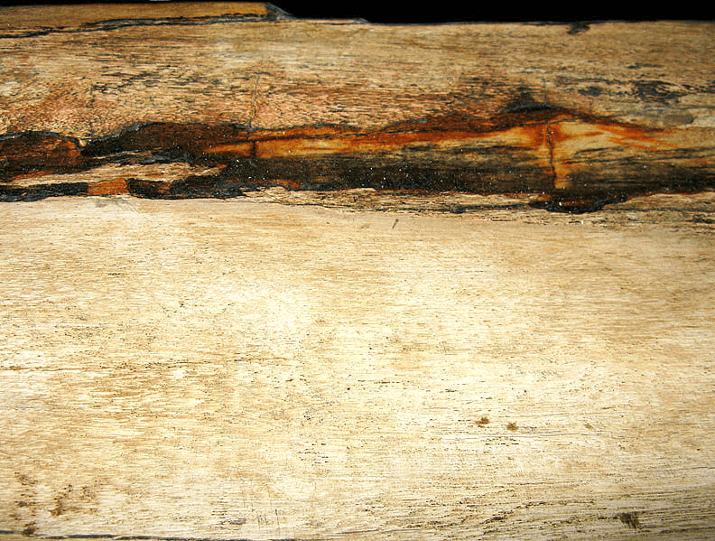 GIANT Petrified Wood Slab #1-EH