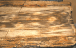 Load image into Gallery viewer, GIANT Petrified Wood Slab #1-EH
