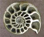 Load image into Gallery viewer, Pyritized ammonite Table {Cast in solid brass} {Please Inquire for More Information}
