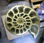 Load image into Gallery viewer, Pyritized ammonite Table {Cast in solid brass} {Please Inquire for More Information}
